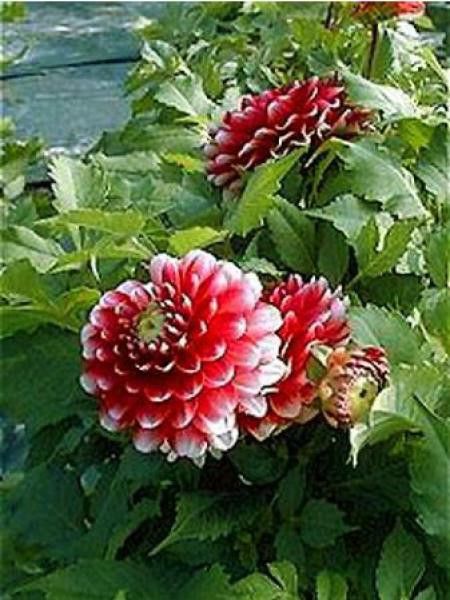 Dahlia Gpe Nains doubles 'Little Tiger'