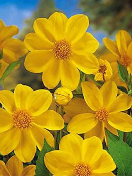Dahlia Gpe Nains simples 'Yellow Sneezy'