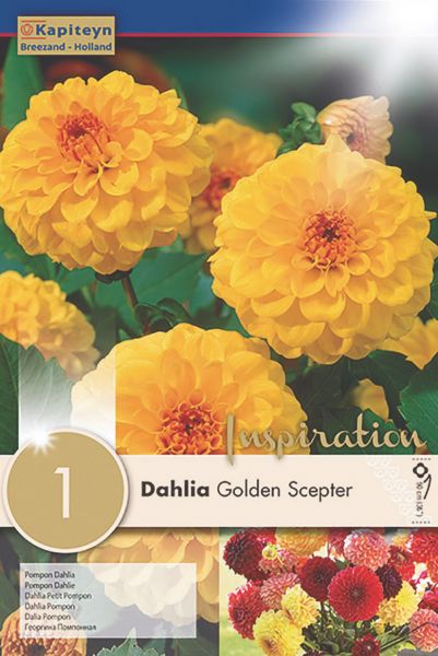 Dahlia Gpe Pompon 'Golden Scepter'