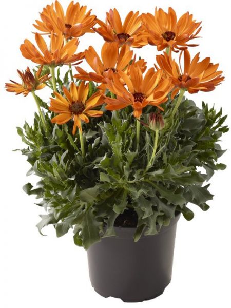Osteospermum 'Flower Power Magic Orange'