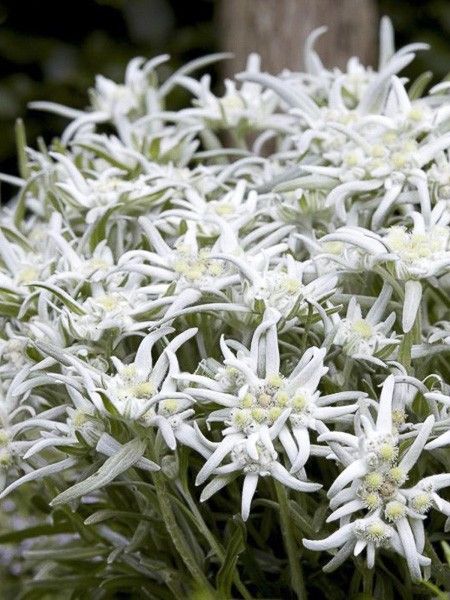 Edelweiss des Alpes 'Blossom of Snow'