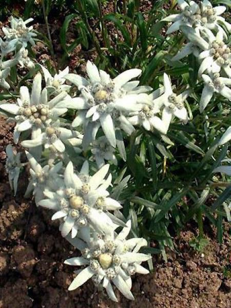 Edelweiss des Alpes - Leontopodium alpinum - Le Jardin du Pic Vert