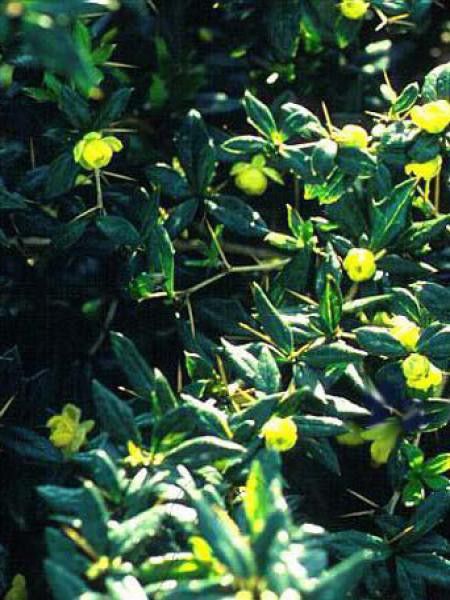 Épine-vinette à feuilles persistantes 'Amstelveen'