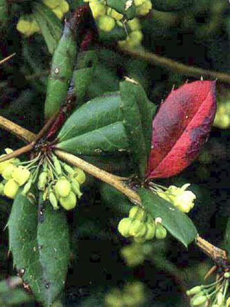 Épine-vinette à feuilles persistantes