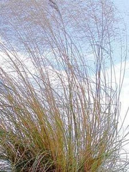 Eragrostis elliottii 'Wind Dancer'