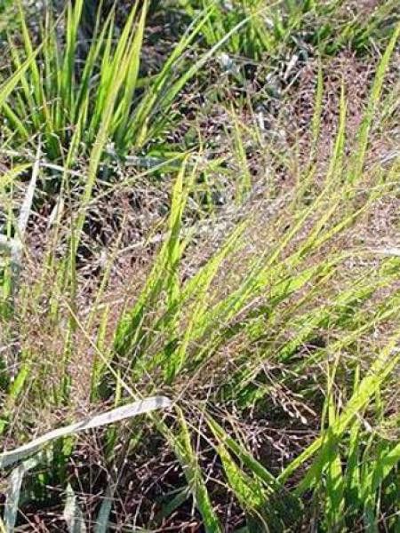 Eragrostis spectabilis 'Great Plains'