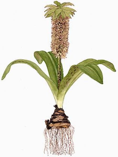 Fleur ananas - Eucomis bicolor - Le Jardin du Pic Vert