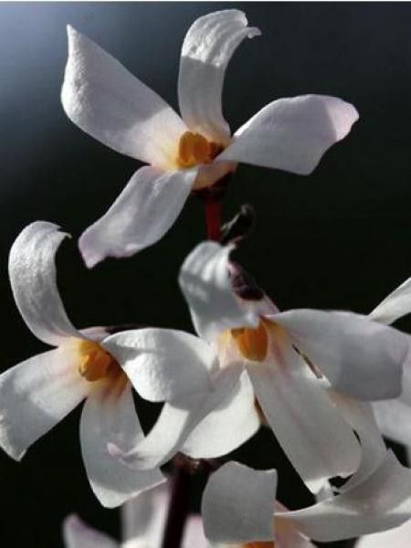 Forsythia blanc de Corée