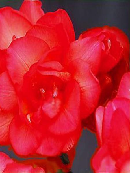 Freesia à fleurs doubles -rouge-