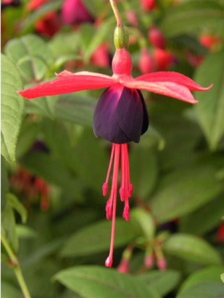 Fuchsia  'Lady Boothby®'