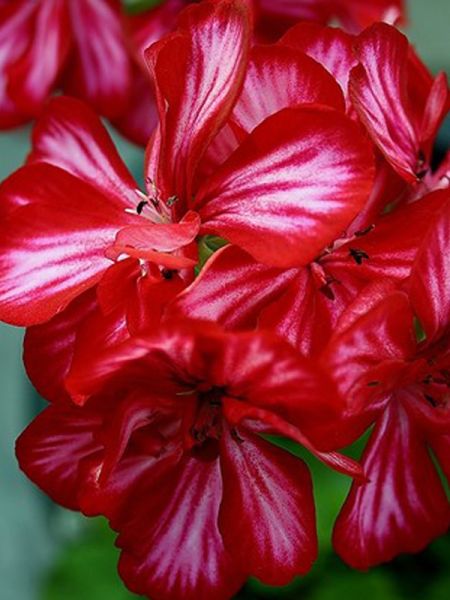 Geranium Lierre à Fleur Double 'Mexica Ruby'