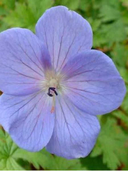 Géranium vivace de l'Himalaya 'Irish Blue'
