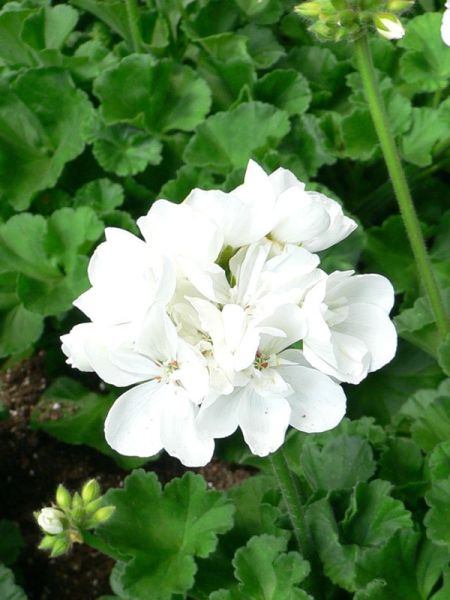 Géranium zonale 'Pinto White'
