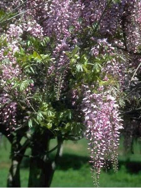 Glycine japonaise 'Rosea' - Wisteria floribunda - Le Jardin du Pic