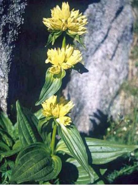 Grande gentiane, gentiane jaune - Gentiana lutea - Le Jardin du Pic Vert