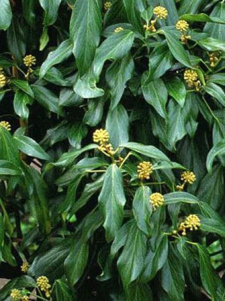 Hedera colchica 'Arborescens'