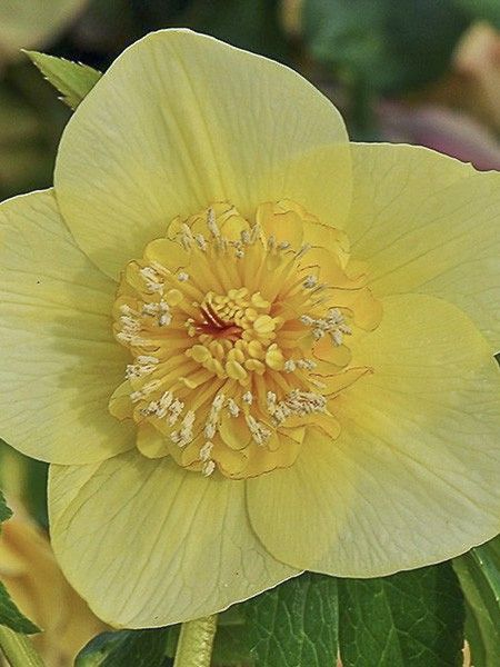 Hellébore 'Anemone Yellow'