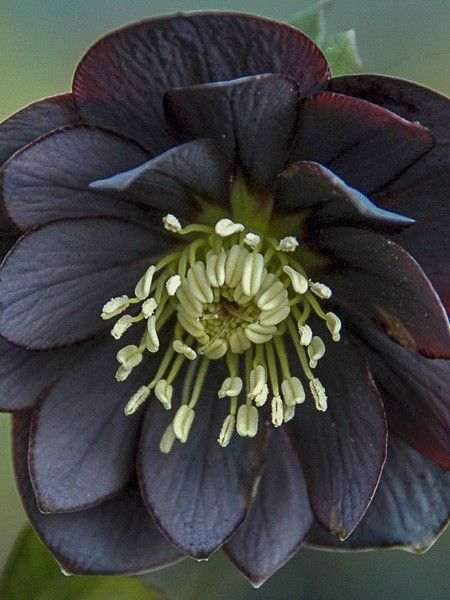 Hellébore 'Double Black' - Helleborus orientalis 'Double Black' - Le Jardin  du Pic Vert