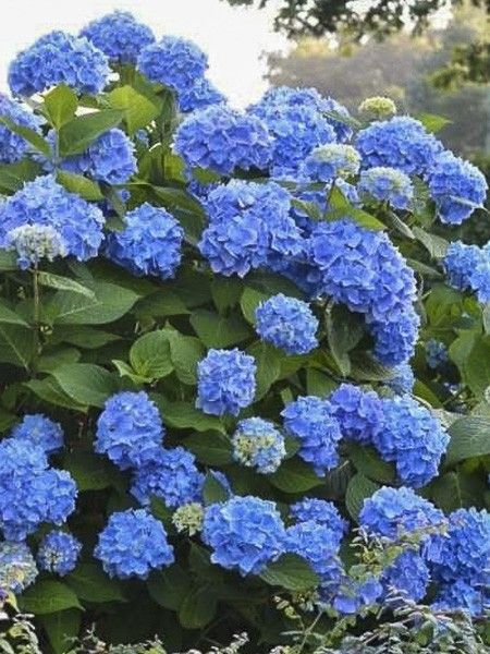 Hortensia 'Endless Summer The Original bleu'