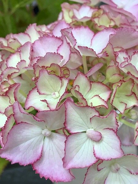 Hortensia 'So Long Sunny'