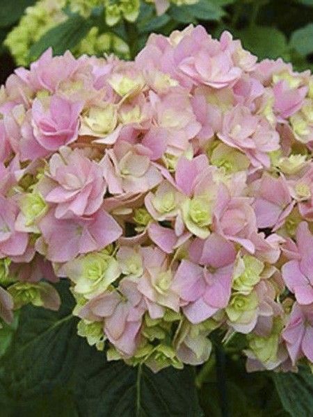 Hortensia 'You and Me Together'
