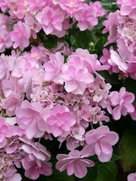 Hortensia 'You and Me Forever'®
