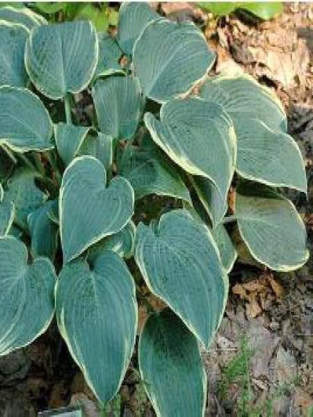 Hosta  'Frosted Dimples'