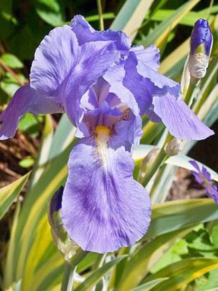 Iris de Florence, Iris à parfum 'Aureovariegata'