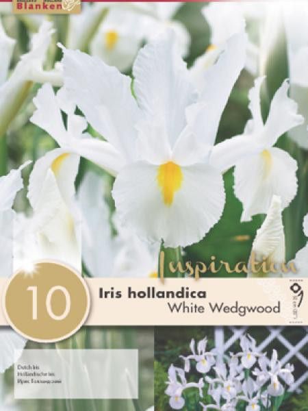Iris de Hollande 'White Wedgwood'