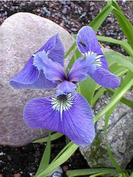 Iris de l'Alaska