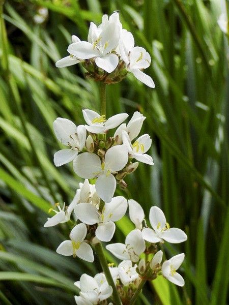 Iris de Nouvelle-Zélande grandiflora