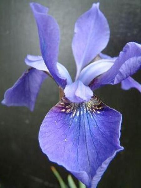 Iris de Sibérie 'Persimmon'
