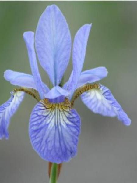 Iris de Sibérie 'Tamberg'