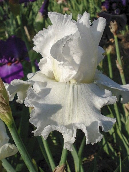 Iris des jardins 'Arctic Age'