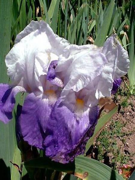 Iris des jardins 'Arpege'
