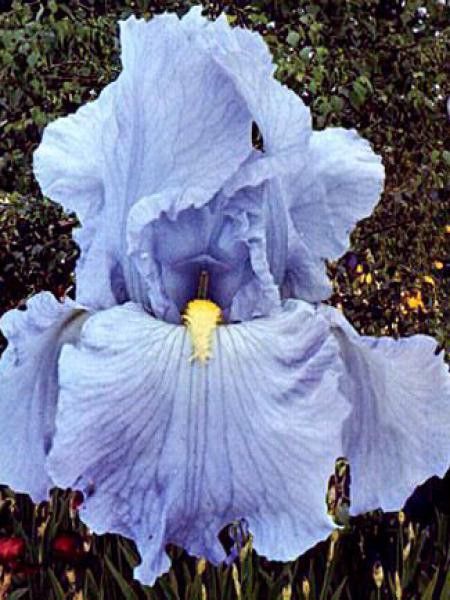 Iris des jardins 'Babbling Brook'