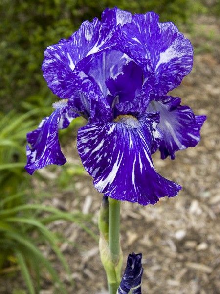 Iris des jardins 'Batik'