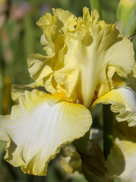 Iris des jardins 'Big Dipper'