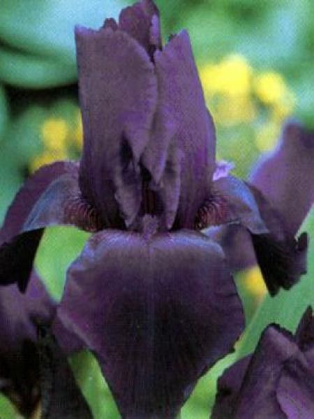 Iris des jardins 'Black Knight'