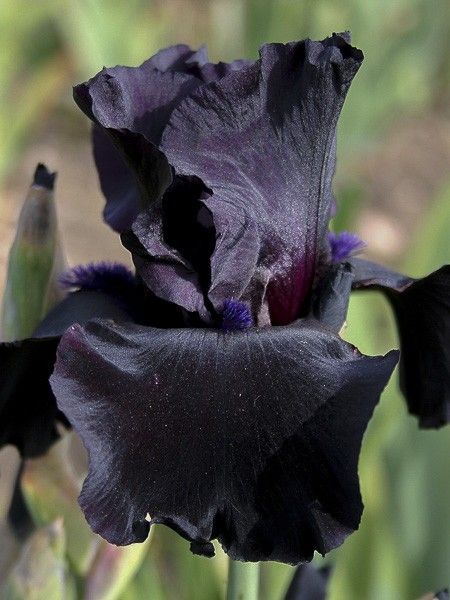 Iris des jardins 'Black Suited'