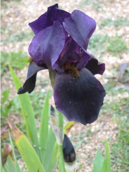 Iris des jardins 'Black Swan'