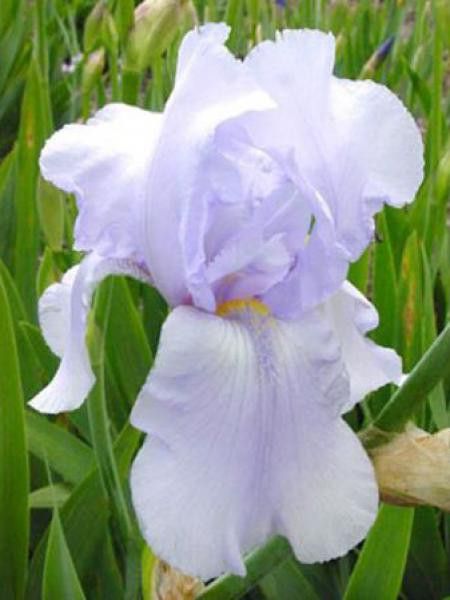 Iris des jardins 'Blue Sapphire'