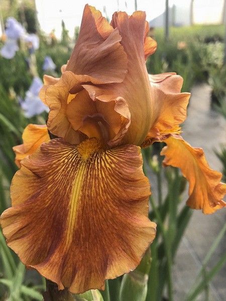 Iris des jardins 'Cable Car'