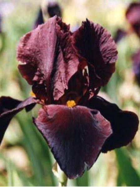 Iris des jardins 'Caliente'