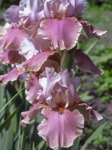Iris des jardins 'Cameo Wine'