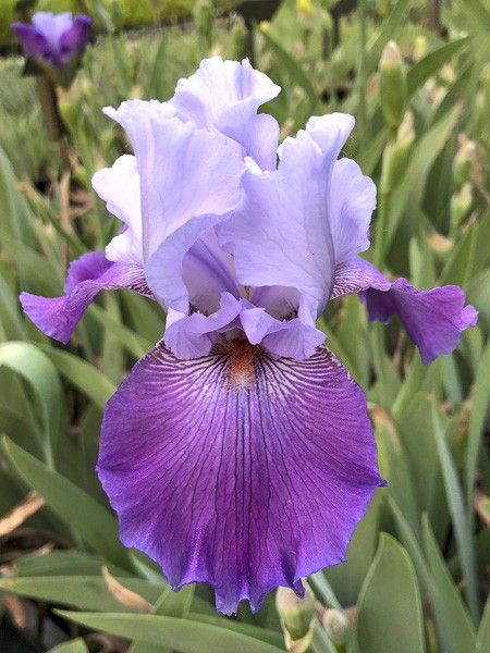 Iris des jardins 'Carl and Sissy'