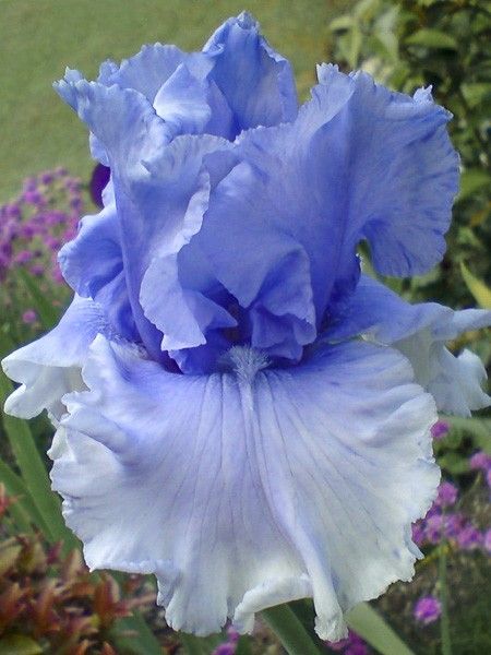 Iris des jardins 'Cascade Springs'