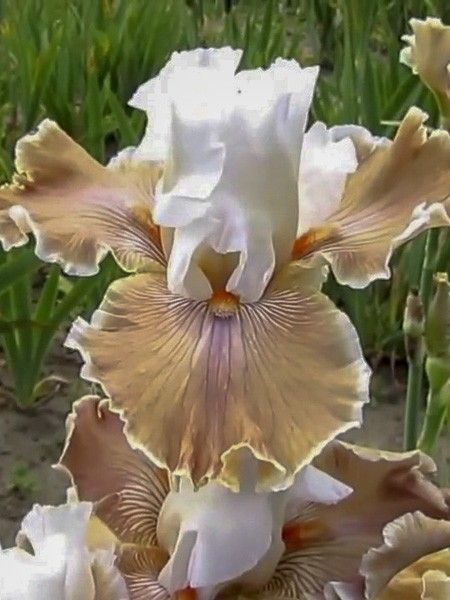Iris des jardins 'Coffee Whisper'