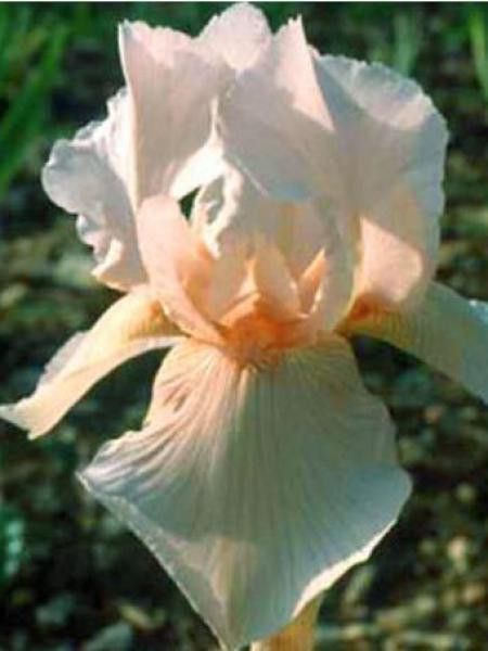 Iris des jardins 'Constant Wattez'