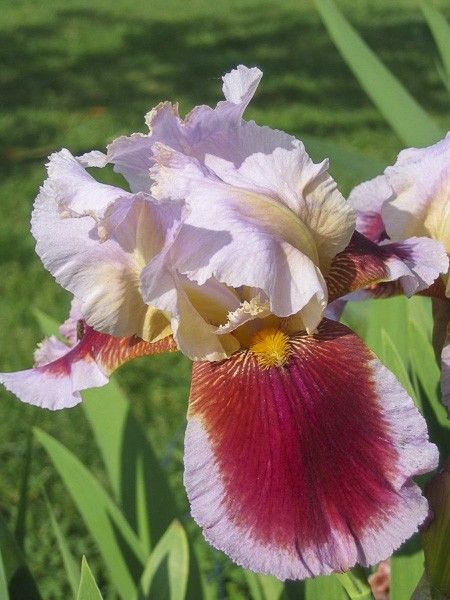 Iris des jardins 'Ecstatic Echo'